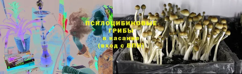 купить  цена  Вологда  Псилоцибиновые грибы Cubensis 